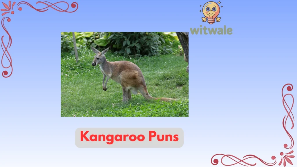 kangaroo puns